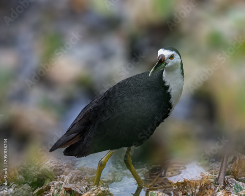 Foto A White chested water hen