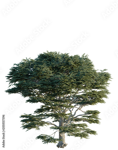Tableau sur toile Cedrus libani tree, elevation, front view, cutout, transparent background, isola