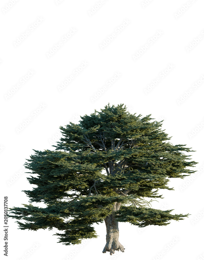 Fototapeta premium Cedrus libani tree, elevation, front view, cutout, transparent background, isolate, Detailed Tree with Exposed Roots on Black Background - Perfect for Compositions & Design Elements