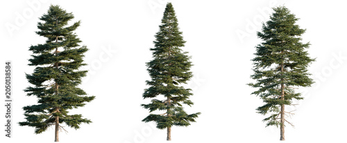 Picea rubens tree, elevation, front view, cutout, transparent background, isolate, Three Evergreen Trees on Black Background - Realistic Pine Tree Collection