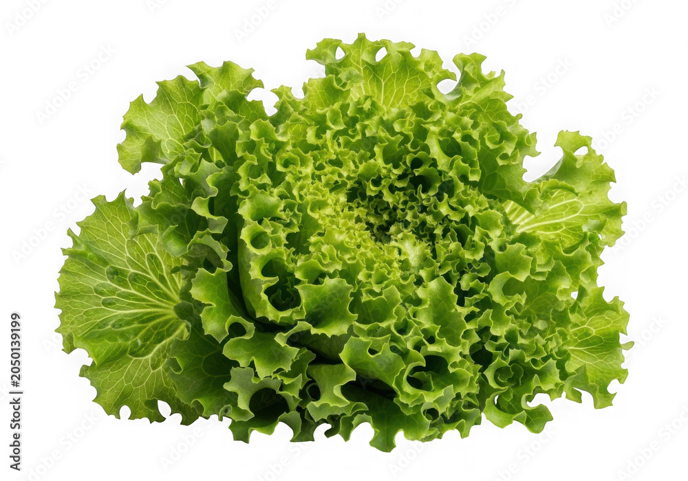 Obraz premium Fresh green leafy vegetable close-up with vibrant leaves isolated on transparent background