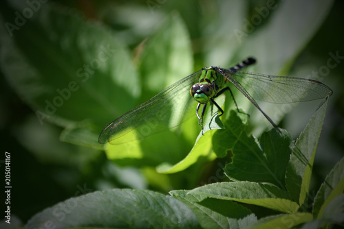 Tableau sur toile Closeup of a green and black dragonfly, facing forward, eyes dilated, resting on