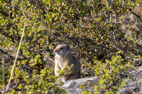 Fotografía Uinta Ground Squirrel in Yellowstone National park Wyoming