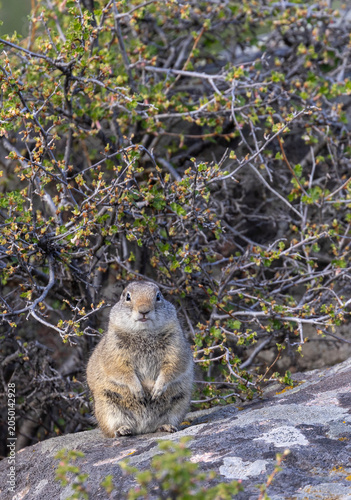 Konstfotografi Uinta Ground Squirrel in Yellowstone National park Wyoming