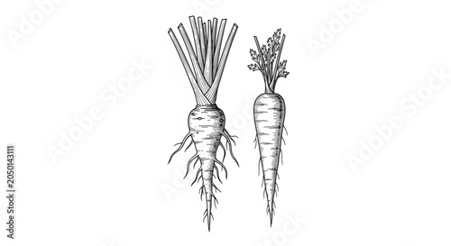 Two fresh green burdock root vegetables.