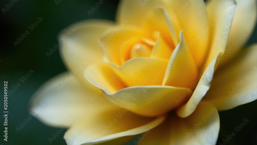 Fototapeta premium A detailed shot of a bright yellow rose in bloom, suitable for use as a decorative element or symbol