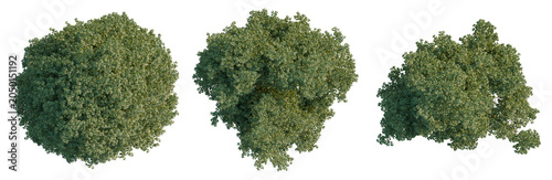 Carpinus betulus tree plan, top view, cutout, transparent background, isolate, Set of three lush green trees with a clean background for design projects and landscaping.