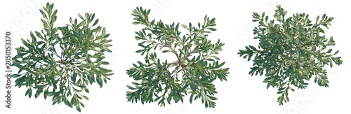 Φωτογραφία Olea europaea tree plan, top view, cutout, transparent background, isolate, Three sprigs of evergreen foliage arranged in a row - perfect for seasonal design elements