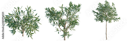 Φωτογραφία Olea europaea tree, elevation, front view, cutout, transparent background, isola
