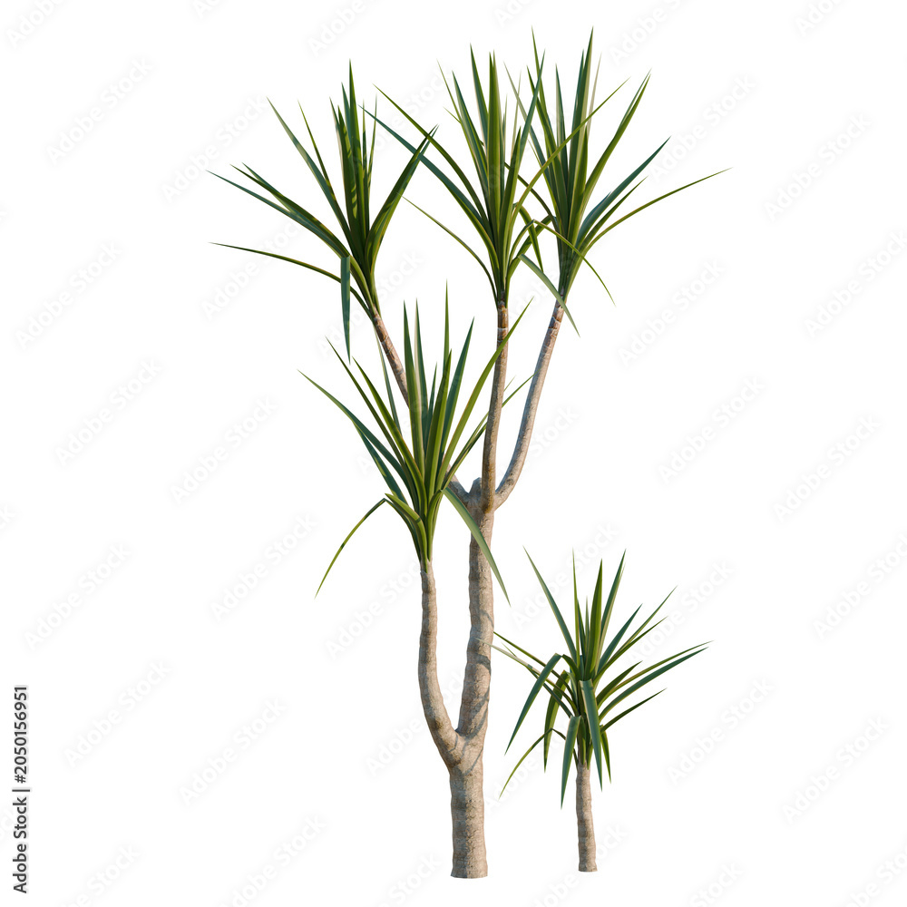 Obraz premium Yucca elephantipes tree, elevation, front view, cutout, transparent background, isolate, Dracaena Tree Isolated on Black Background - Tropical Plant for Design Elements