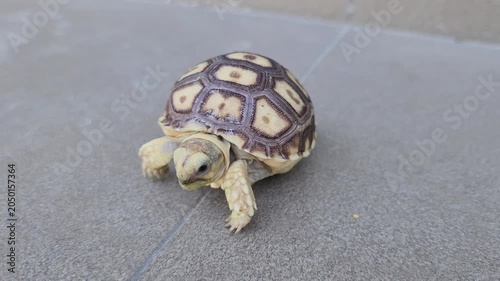 A close-up shot of a small baby tortoise walking on a gray tiled floor, showcasing its beautifully patterned shell.