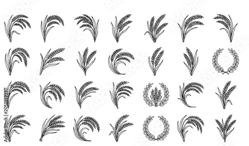 Bild auf Leinwand Rice Ear Outline Icon Set with Hand Drawn Grain Stalk Illustrations for Organic