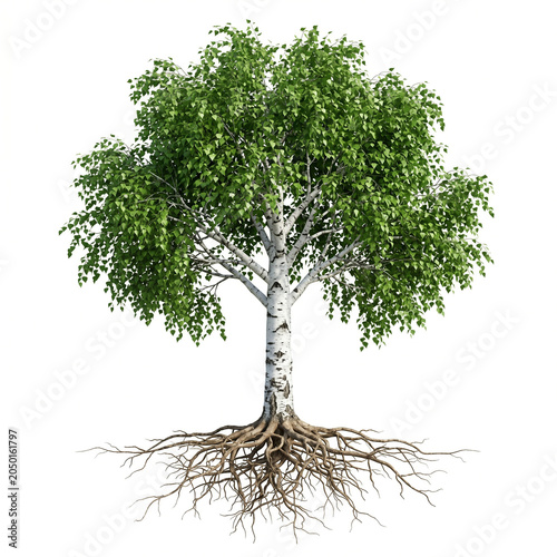 Birch tree with white bark texture and black markings, full canopy, roots included, isolated on white background.