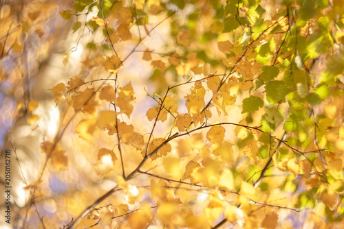 Golden leaves on birch tree branches in autumn forest light. Nature background with foliage changing color from green to yellow. Moody seasonal botanical texture for card design.