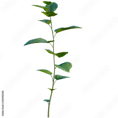 Foto Morus alba tree, elevation, front view, cutout, transparent background, isolate,