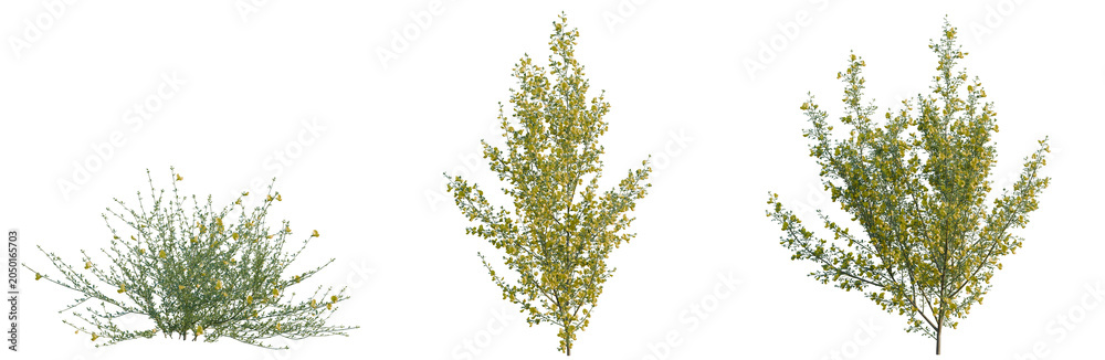 Fototapeta premium Cytisus scoparius tree, elevation, front view, cutout, transparent background, isolate, Three stylized bushes with yellow flowers - 3D render digital art for landscaping design