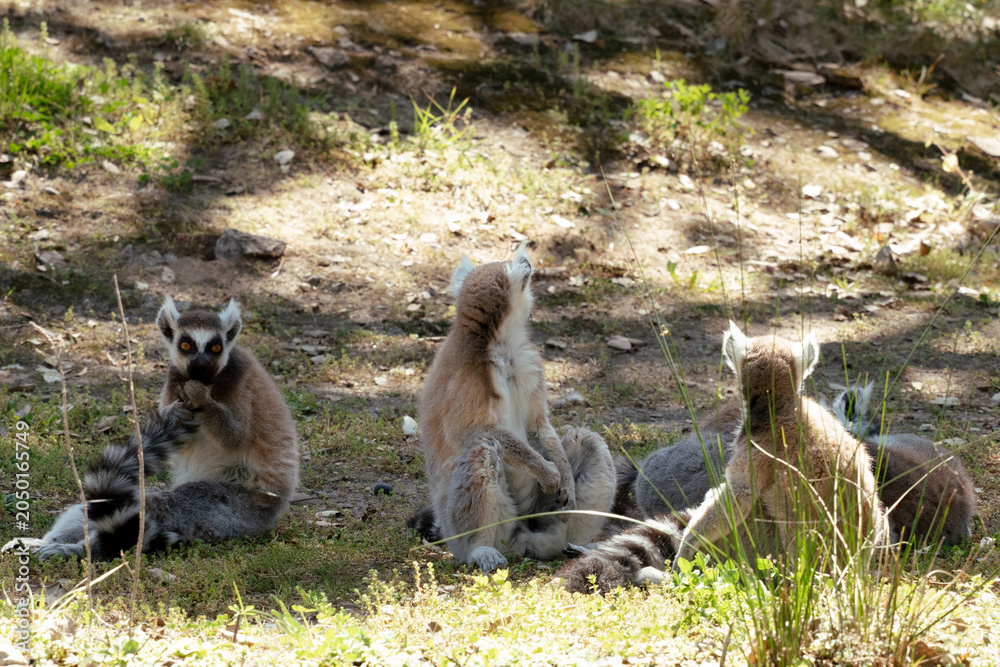 Fototapeta premium Ring-tailed lemurs resting and observing in natural habitat