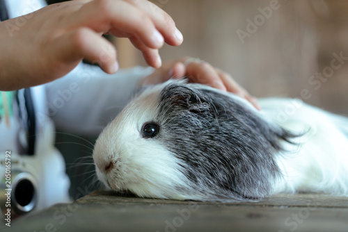 Foto Child hand gently stroking black and white guinea pig