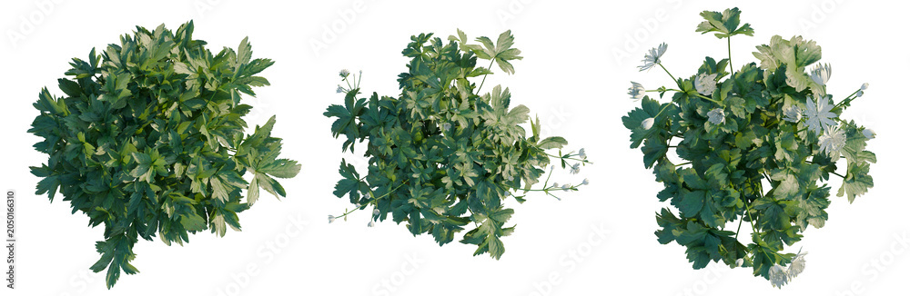 Obraz premium Astrantia major tree plan, top view, cutout, transparent background, isolate, Set of three cilantro plants with varying flower stages, perfect for culinary or botanical designs.