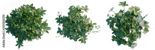 Astrantia major tree plan, top view, cutout, transparent background, isolate, Set of three cilantro plants with varying flower stages, perfect for culinary or botanical designs.