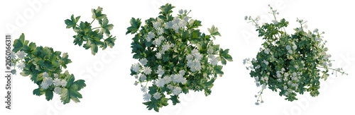 Astrantia major tree plan, top view, cutout, transparent background, isolate, Three sprigs of Queen Anne's Lace herb with green leaves, isolated on transparent background.
