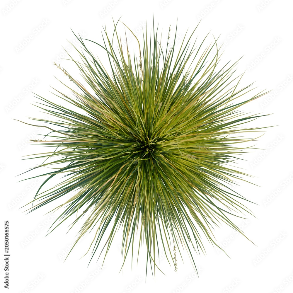Fototapeta premium Carex appressa tree plan, top view, cutout, transparent background, isolate, Dramatic aerial view of a yucca plant with radiating spines against a dark background.