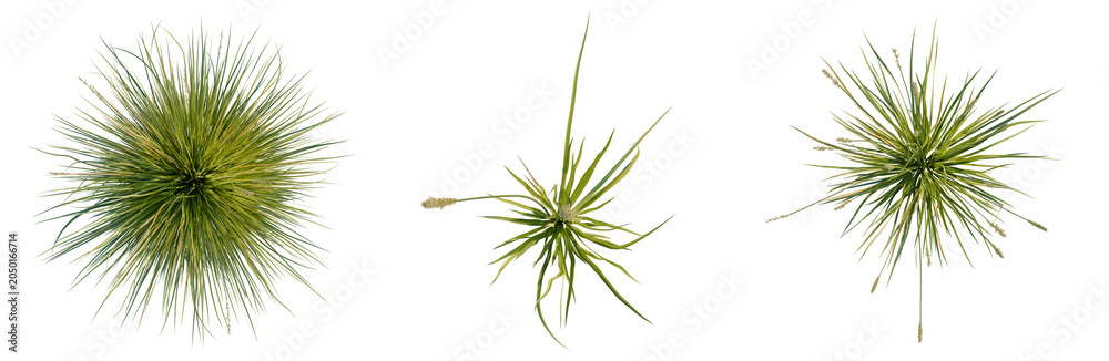 Fototapeta premium Carex appressa tree plan, top view, cutout, transparent background, isolate, Three air plants (Tillandsia) arranged on a plain background - stock photo
