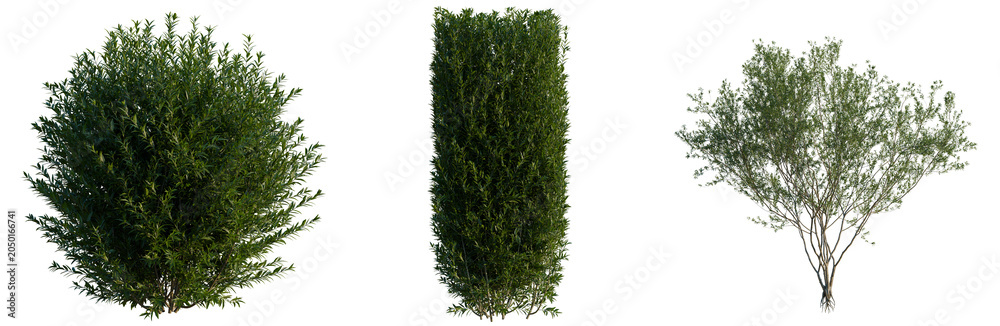 Obraz premium Ligustrum vulgare tree, elevation, front view, cutout, transparent background, isolate, Three Green Trees with Different Shapes – Round, Tall Column, and Spreading Form - Stock Photo