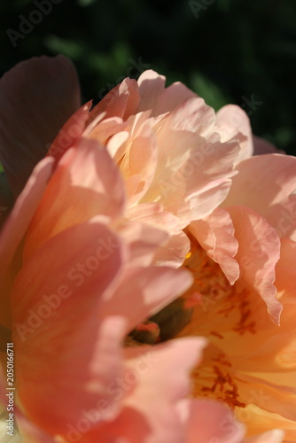 Blooming peony flower in sunlight
