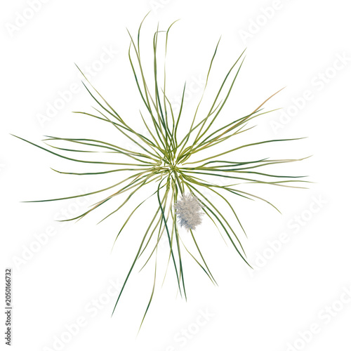 Bild auf Leinwand Cortaderia selloana tree plan, top view, cutout, transparent background, isolate