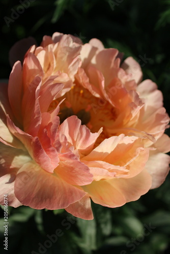 Blooming peony flower in sunlight