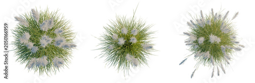 Фотография Cortaderia selloana tree plan, top view, cutout, transparent background, isolate, Three ornamental grasses with feathery plumes in a row for landscape design use