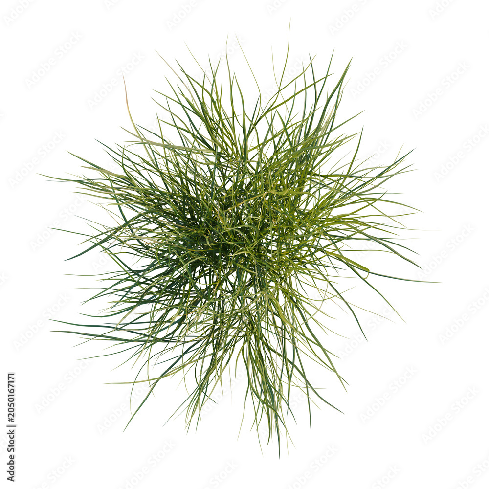 Fototapeta premium Festuca glauca tree plan, top view, cutout, transparent background, isolate, Dense tuft of green ornamental grass isolated on black background, studio shot