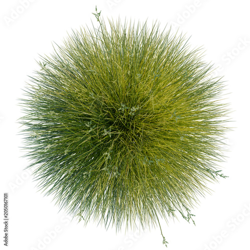 Canvas Print Festuca gautieri tree plan, top view, cutout, transparent background, isolate, Circular arrangement of lush green sedge grass with delicate flower blooms against a black background