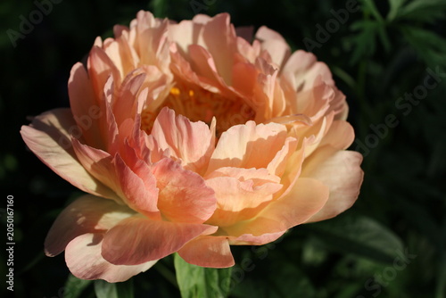 Blooming peony flower in sunlight