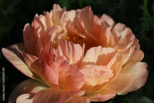 Blooming peony flower in sunlight