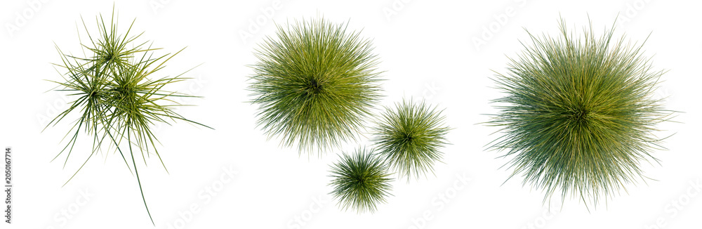 Fototapeta premium Festuca mairei tree plan, top view, cutout, transparent background, isolate, Collection of Tillandsia Air Plants - Decorative Green Spiky Tropical Succulents PNG