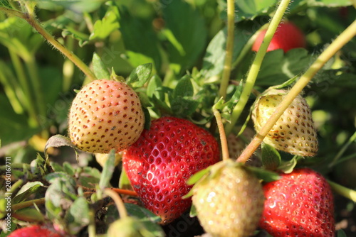 Ripe and unripe strawberries growing in garden close up