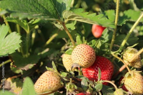 Ripe and unripe strawberries growing in garden close up