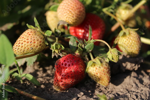 Ripe and unripe strawberries growing in garden close up