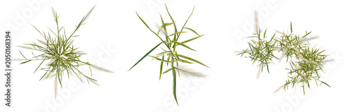 Картината върху платно Hordeum jubatum tree plan, top view, cutout, transparent background, isolate, Three sprigs of ornamental grass with feathery plumes on a black background, perfect for design