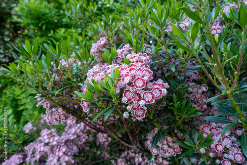 Canvas Print Minuet Mountain Laurel