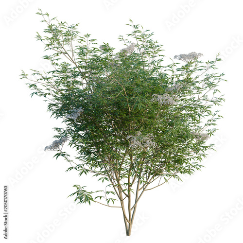 Sambucus nigra tree, elevation, front view, cutout, transparent background, isolate, Viburnum lantana with flowers - detailed realistic 3d render for landscaping and design