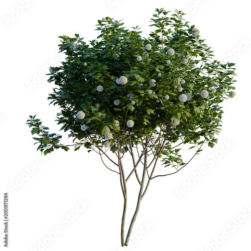 Fotografie Viburnum opulus tree, elevation, front view, cutout, transparent background, iso