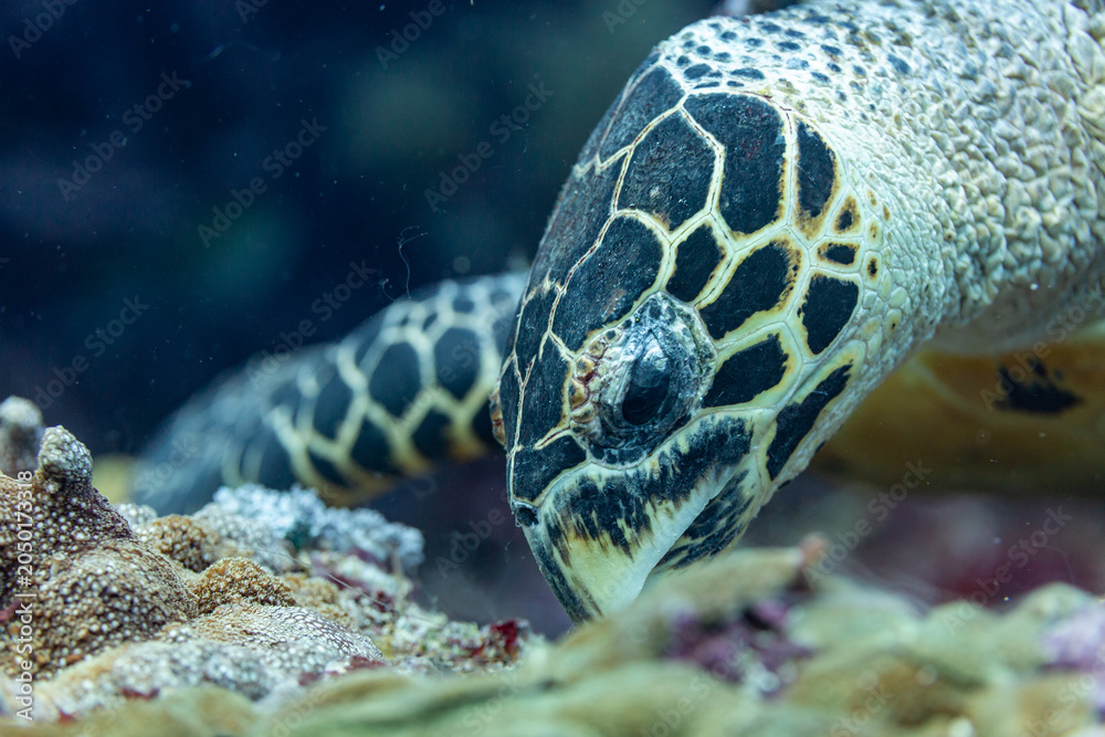 Fototapeta premium A Hawksbill sea turtle (Eretmochelys imbricata) swims near coral.