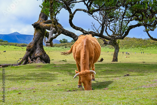 Grazing Cow Beneath Ancient Laurel Trees in Fanal Forest Madeira