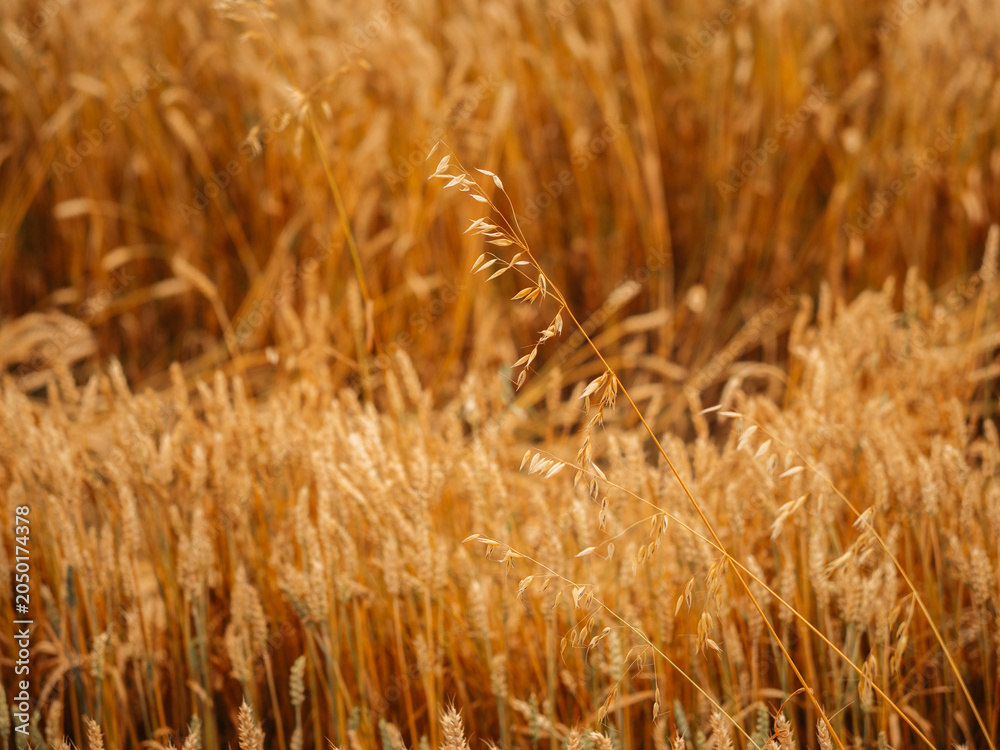 Obraz premium Golden rye field in soft focus with natural bokeh