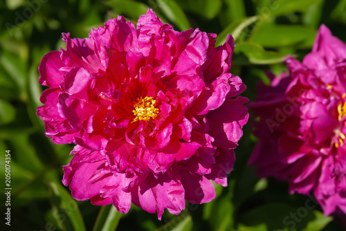 Burgundy peonies. Close-up of a peony flower