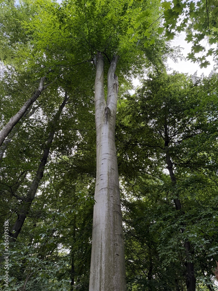 Fototapeta premium trees in the forest