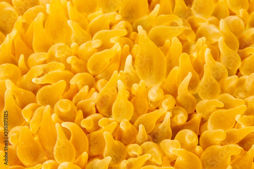 Close-up of the tentacles of a yellow sea anemone.